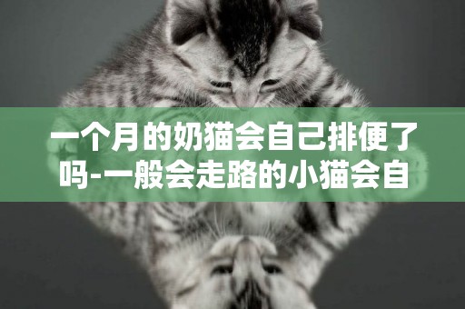 一個月的奶貓會自己排便了嗎-一般會走路的小貓會自己拉便便嗎？一個月大的樣子！
