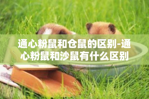 通心粉鼠和倉鼠的區別-通心粉鼠和沙鼠有什么區別