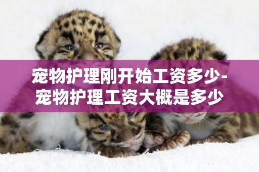 寵物護理剛開始工資多少-寵物護理工資大概是多少