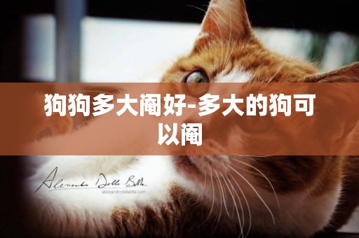 狗狗多大閹好-多大的狗可以閹