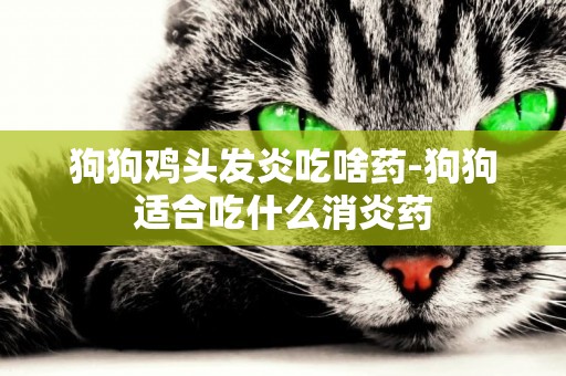 狗狗雞頭發炎吃啥藥-狗狗適合吃什么消炎藥