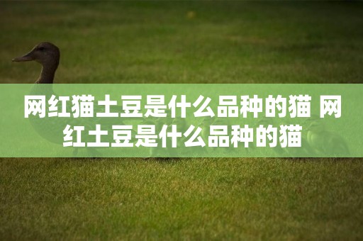 網紅貓土豆是什么品種的貓 網紅土豆是什么品種的貓
