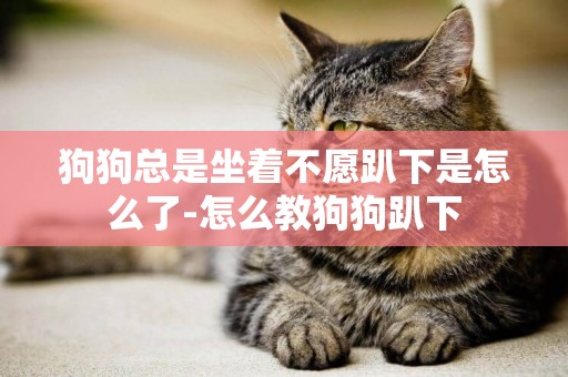 狗狗總是坐著不愿趴下是怎么了-怎么教狗狗趴下