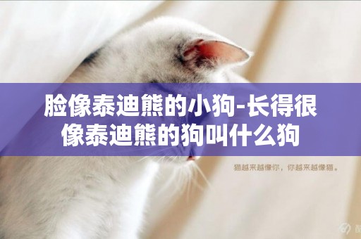 臉像泰迪熊的小狗-長得很像泰迪熊的狗叫什么狗