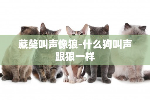 藏獒叫聲像狼-什么狗叫聲跟狼一樣