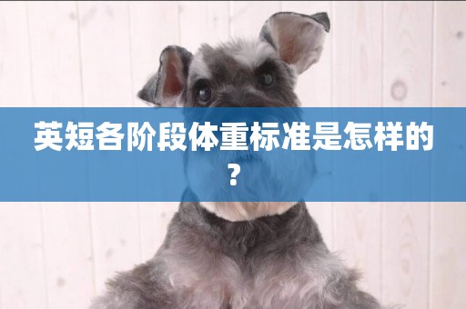 英短各階段體重標準是怎樣的?