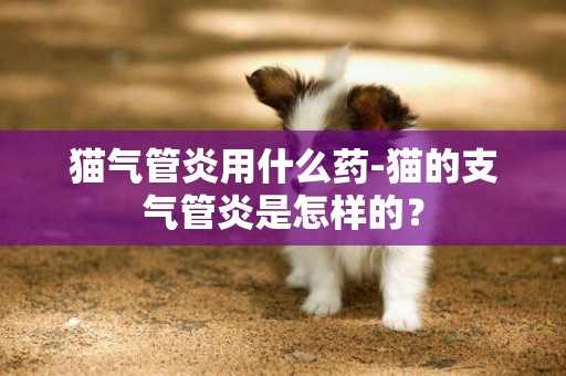 貓氣管炎用什么藥-貓的支氣管炎是怎樣的？