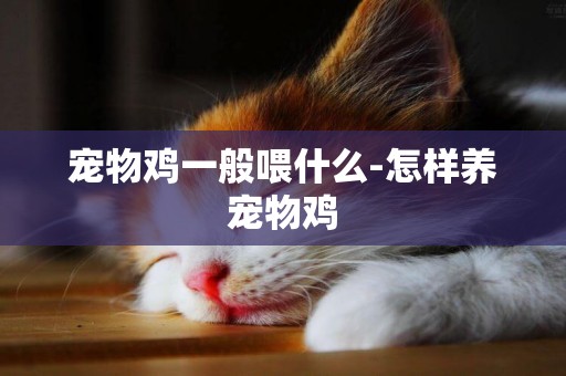 寵物雞一般喂什么-怎樣養寵物雞