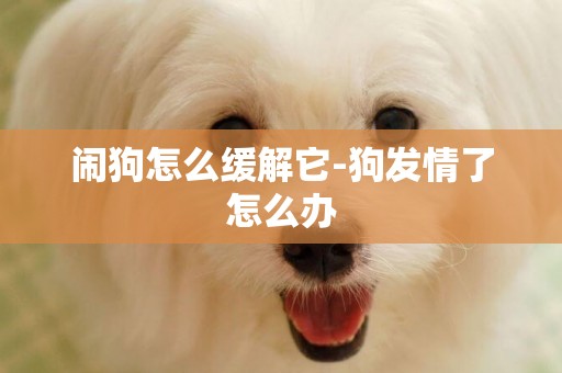 鬧狗怎么緩解它-狗發情了怎么辦