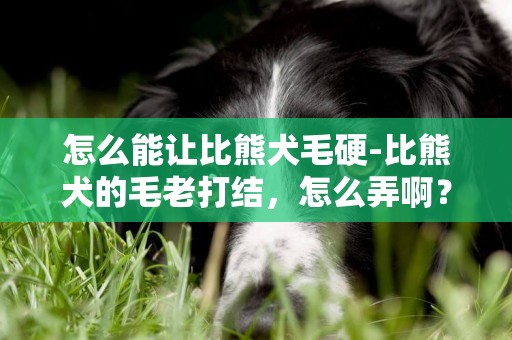 怎么能讓比熊犬毛硬-比熊犬的毛老打結，怎么弄啊？