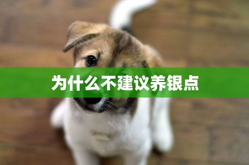 為什么不建議養銀點