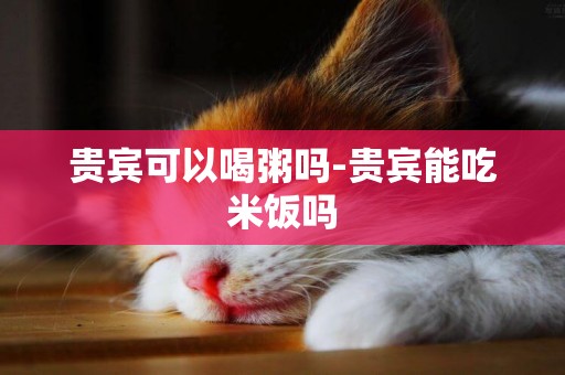 貴賓可以喝粥嗎-貴賓能吃米飯嗎