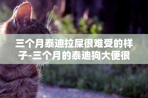 三個月泰迪拉屎很難受的樣子-三個月的泰迪狗大便很硬怎么辦