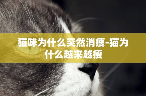 貓咪為什么突然消瘦-貓為什么越來越瘦