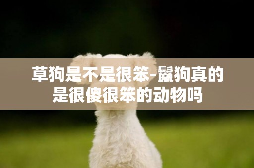 草狗是不是很笨-鬣狗真的是很傻很笨的動物嗎