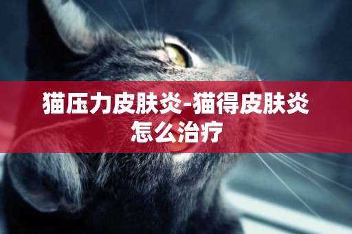 貓壓力皮膚炎-貓得皮膚炎怎么治療