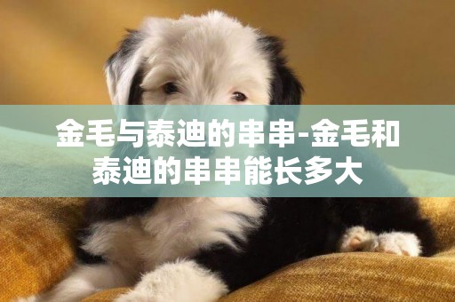 金毛與泰迪的串串-金毛和泰迪的串串能長多大