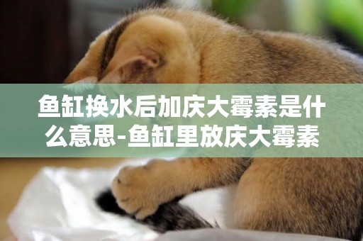 魚缸換水后加慶大霉素是什么意思-魚缸里放慶大霉素干嘛的啊？