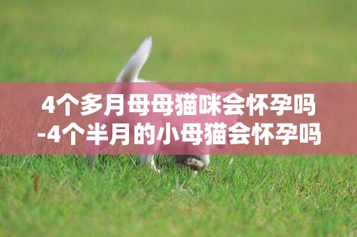 4個多月母母貓咪會懷孕嗎-4個半月的小母貓會懷孕嗎？