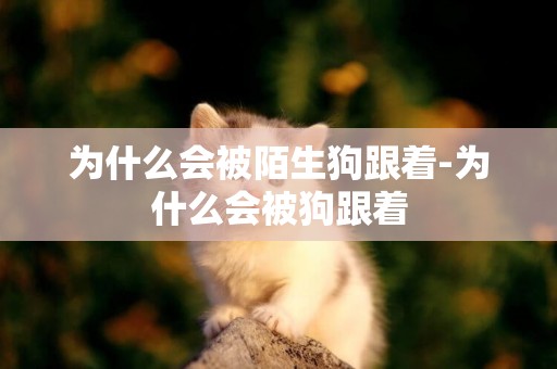 為什么會被陌生狗跟著-為什么會被狗跟著