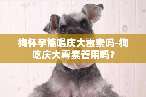 狗懷孕能喝慶大霉素嗎-狗吃慶大霉素管用嗎？