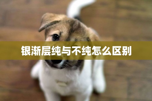 銀漸層純與不純怎么區別
