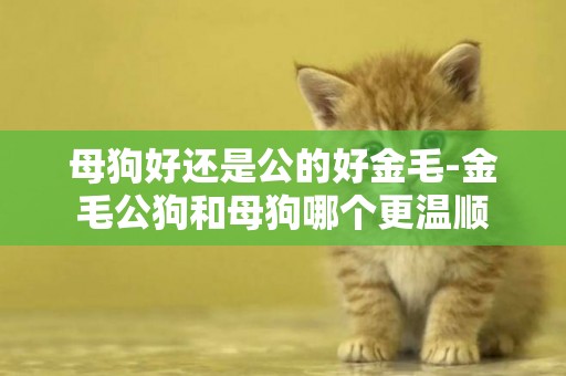 母狗好還是公的好金毛-金毛公狗和母狗哪個更溫順