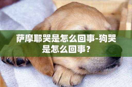 薩摩耶哭是怎么回事-狗哭是怎么回事？