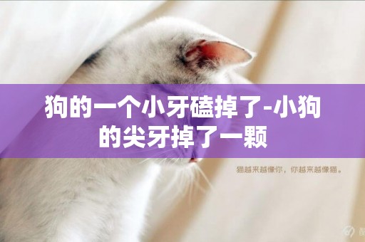 狗的一個小牙磕掉了-小狗的尖牙掉了一顆