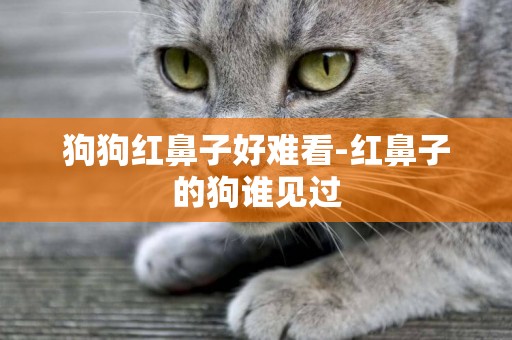 狗狗紅鼻子好難看-紅鼻子的狗誰見過