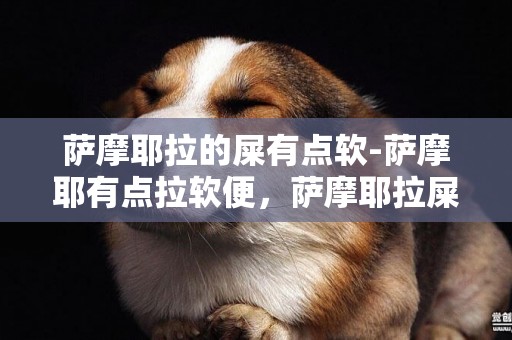 薩摩耶拉的屎有點軟-薩摩耶有點拉軟便，薩摩耶拉屎有點稀