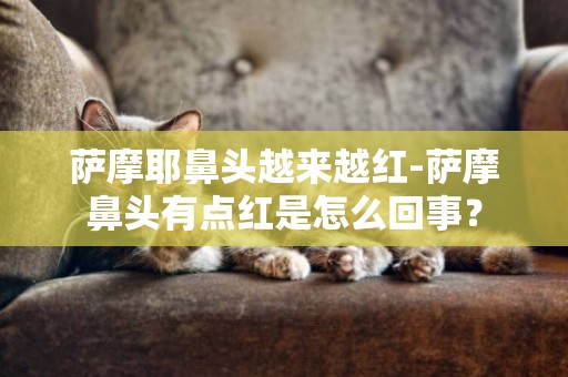 薩摩耶鼻頭越來越紅-薩摩鼻頭有點紅是怎么回事？
