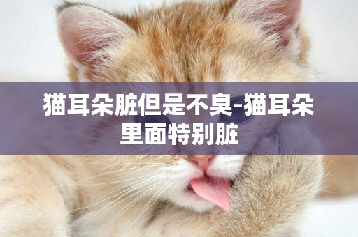 貓耳朵臟但是不臭-貓耳朵里面特別臟