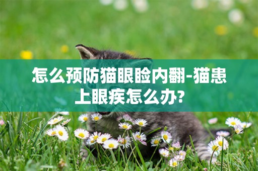 怎么預防貓眼瞼內翻-貓患上眼疾怎么辦?
