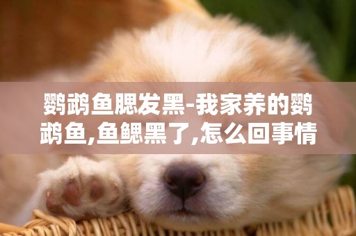 鸚鵡魚腮發黑-我家養的鸚鵡魚,魚鰓黑了,怎么回事情!