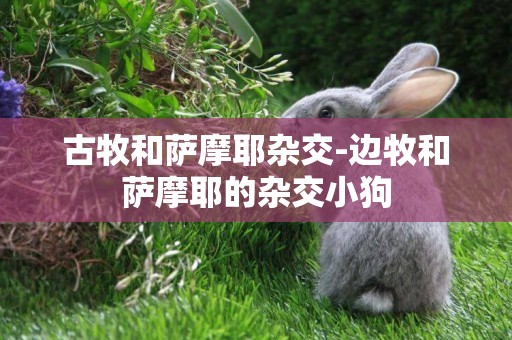 古牧和薩摩耶雜交-邊牧和薩摩耶的雜交小狗