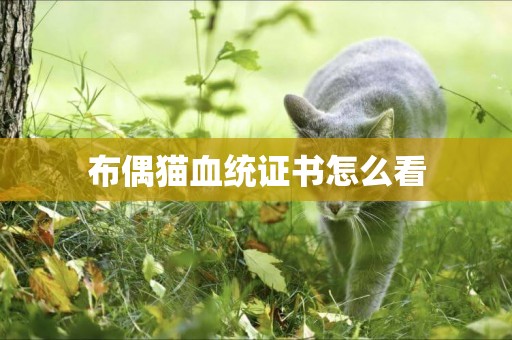 布偶貓血統證書怎么看