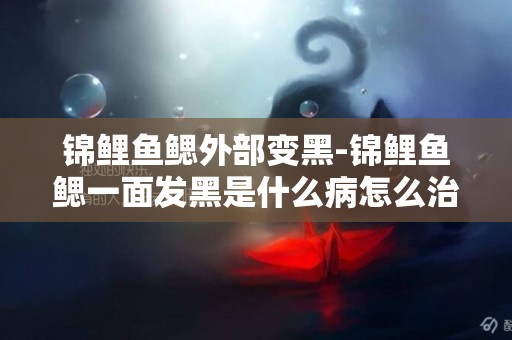 錦鯉魚鰓外部變黑-錦鯉魚鰓一面發黑是什么病怎么治療