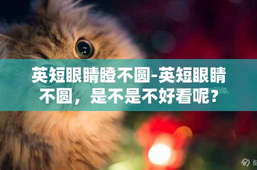 英短眼睛瞪不圓-英短眼睛不圓，是不是不好看呢？