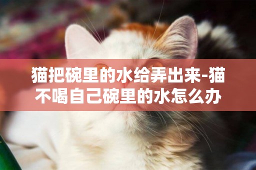 貓把碗里的水給弄出來-貓不喝自己碗里的水怎么辦