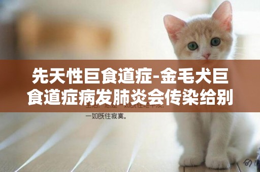 先天性巨食道癥-金毛犬巨食道癥病發肺炎會傳染給別的狗嗎