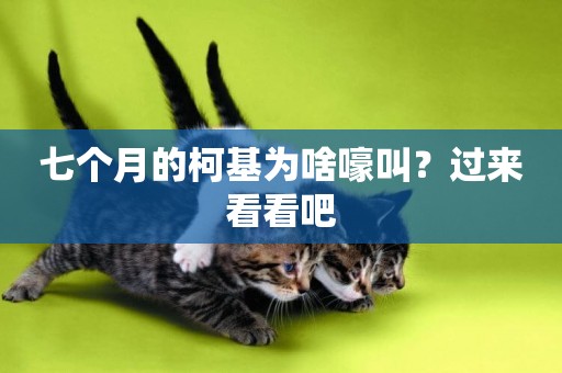 七個月的柯基為啥嚎叫？過來看看吧