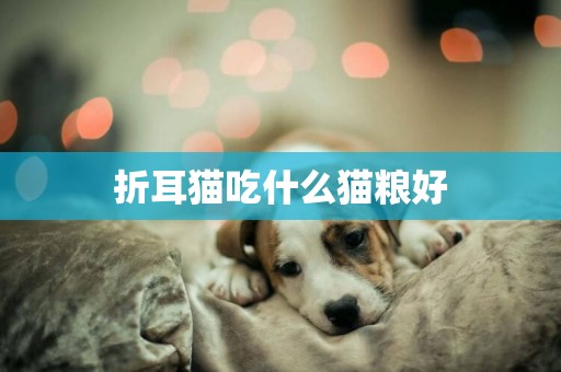 折耳貓吃什么貓糧好