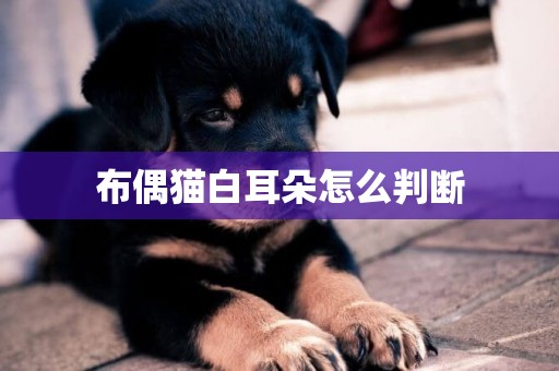 布偶貓白耳朵怎么判斷