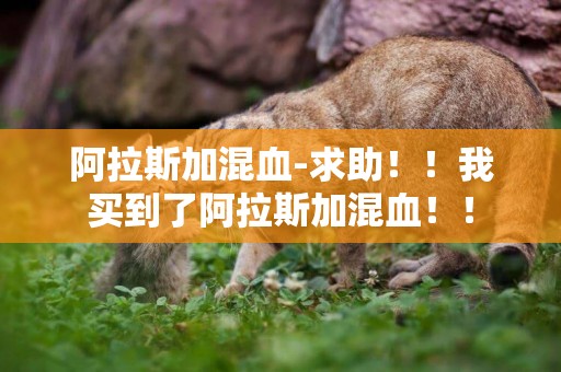 阿拉斯加混血-求助！！我買到了阿拉斯加混血！！