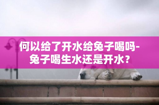 何以給了開水給兔子喝嗎-兔子喝生水還是開水？