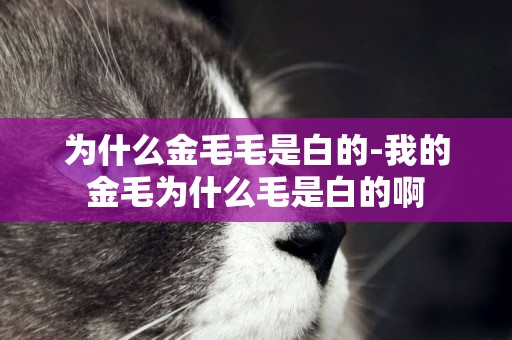 為什么金毛毛是白的-我的金毛為什么毛是白的啊