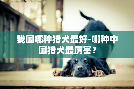 我國哪種獵犬最好-哪種中國獵犬最厲害？