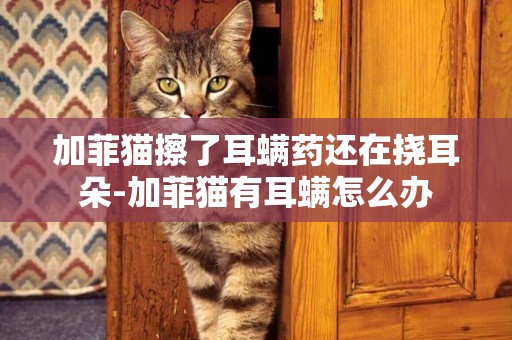 加菲貓擦了耳螨藥還在撓耳朵-加菲貓有耳螨怎么辦