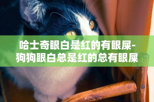 哈士奇眼白是紅的有眼屎-狗狗眼白總是紅的總有眼屎怎么回事